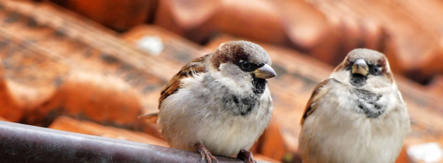 Natuurvriendelijk isoleren