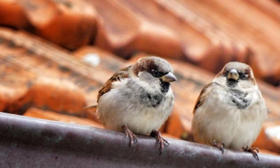 Natuurvriendelijk isoleren